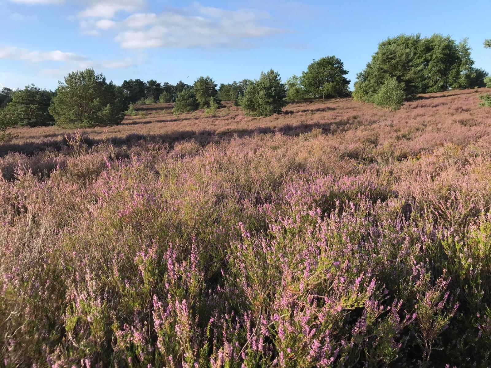 Traumhaftes Anwesen In Der Lueneburger Heide Lägenhet Soltau Exteriör bild