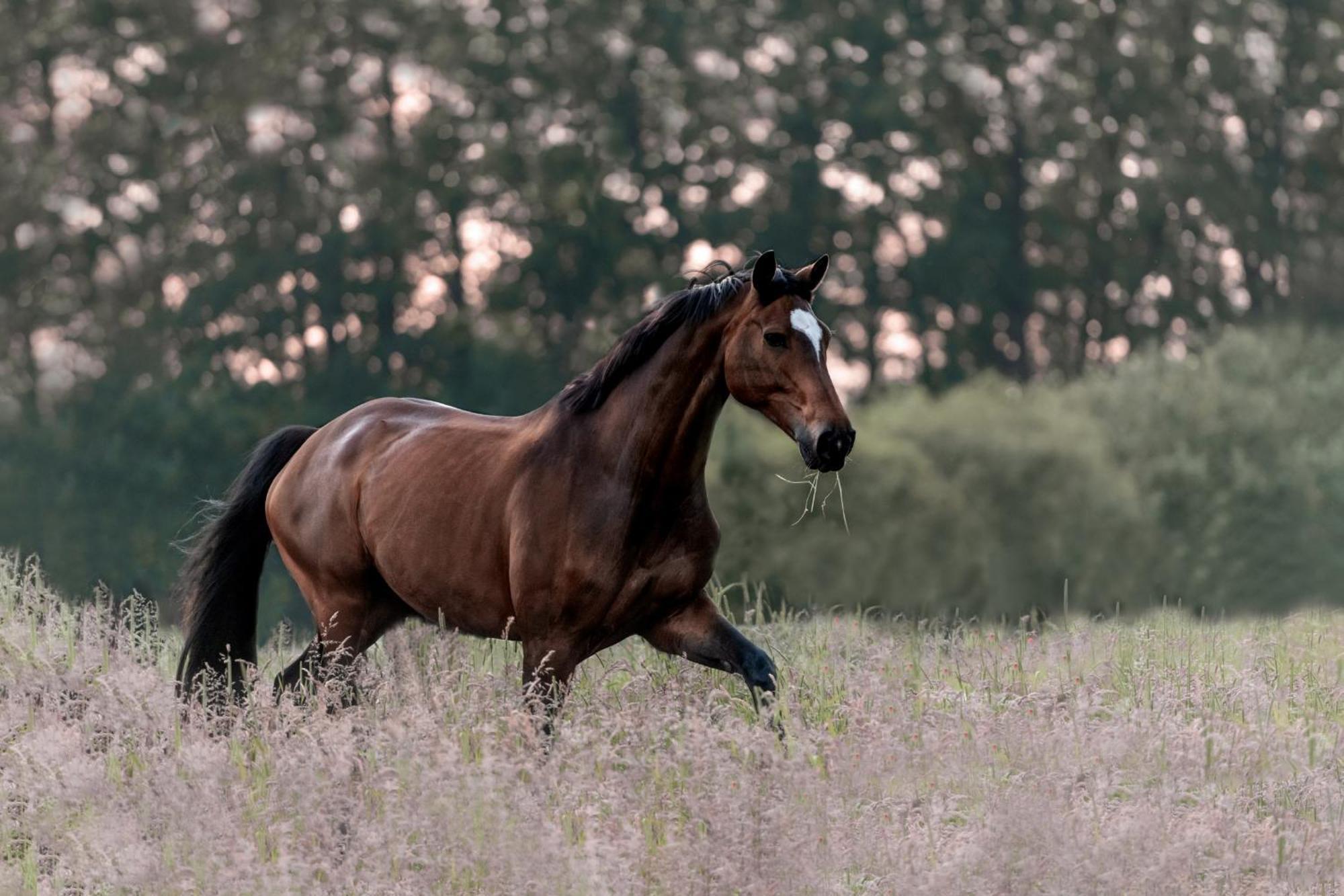 Traumhaftes Anwesen In Der Lueneburger Heide Lägenhet Soltau Exteriör bild